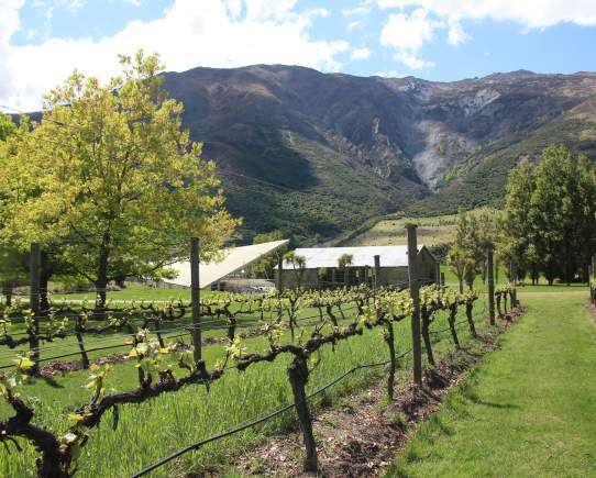 Peregrine Wines: Land, Birds and Pinot