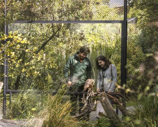 Conservation at Kiwi Park