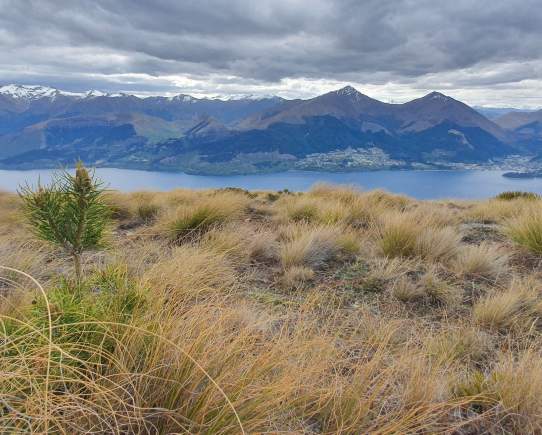 Battle in the basin: The work of Whakatipu Wilding Control Group