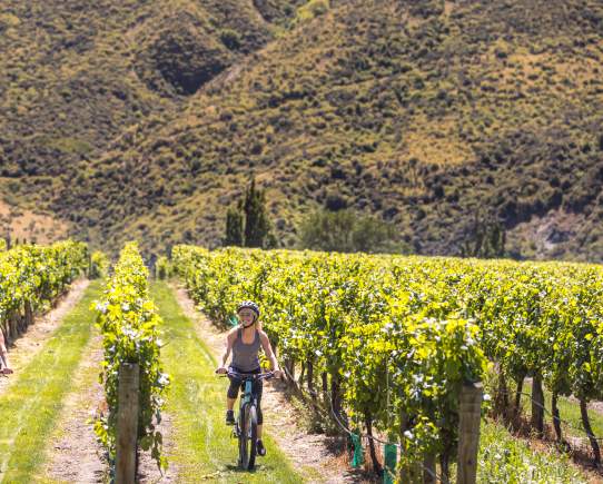 Bike the Wineries in Gibbston
