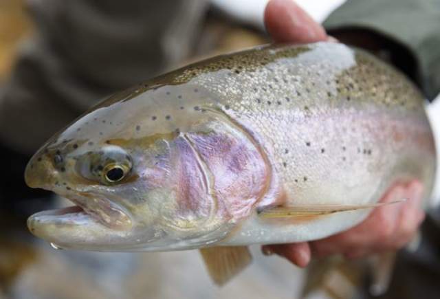 Fisherman holding a brown trout