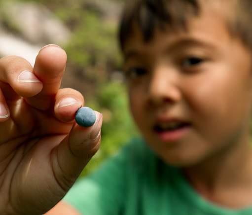 The Biggest Blueberry Season