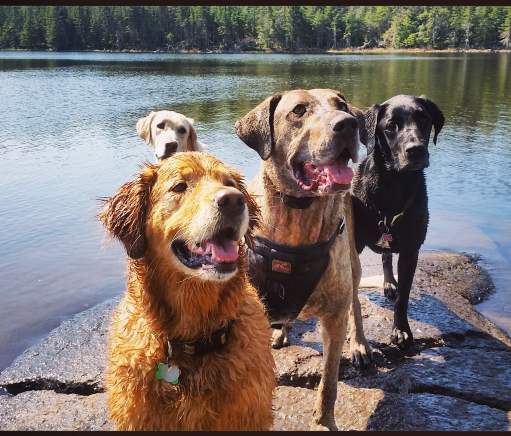 Cook County National Dog Day Promenade