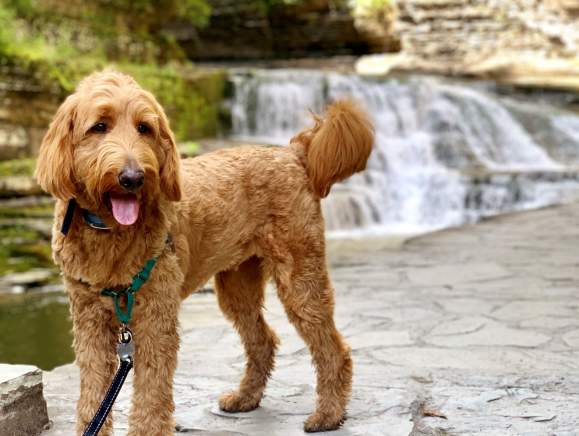 A Pet-Friendly Guide to Ithaca NY