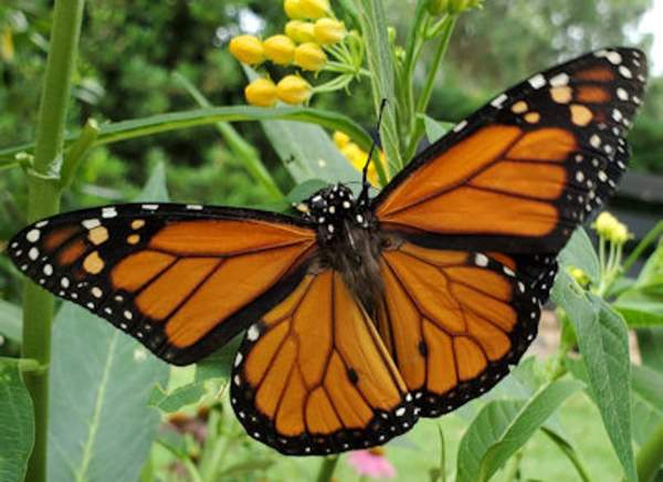 Monarchs, Bees and Your Spring Garden