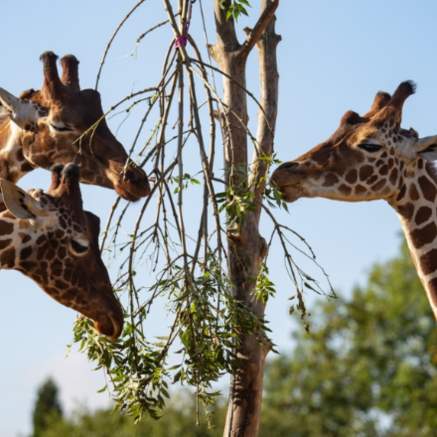 Giraffes at Bristol Zoo Project - credit Bristol Zoo Project