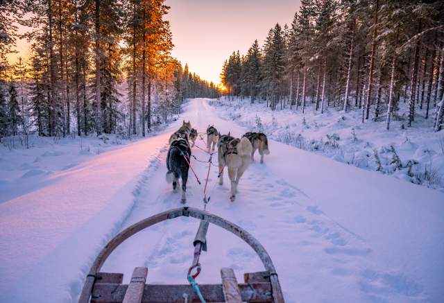 Dog Sledding 1 -