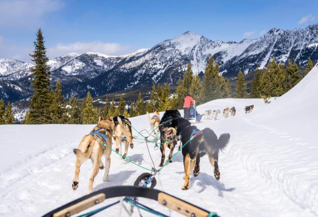 Dog Sledding in Big Sky, Montana