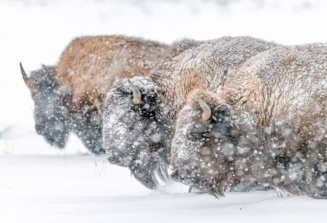 Yellowstone Bison in Winter