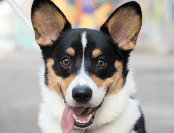 Your Guide to Dog-Friendly Spots in Downtown Richmond, VA