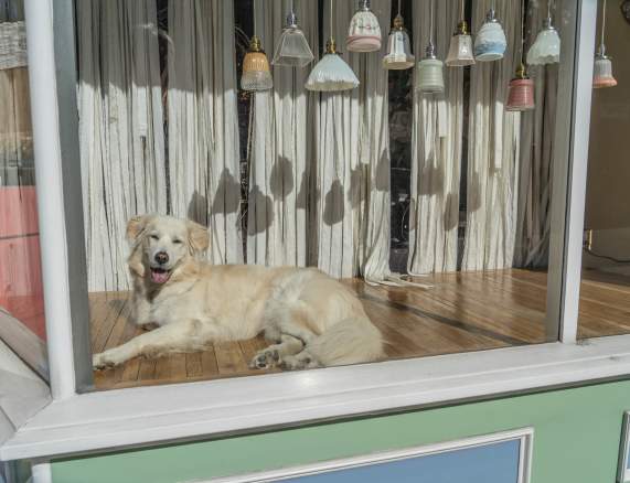 Your Guide to Dog-Friendly Spots in Downtown Richmond, VA