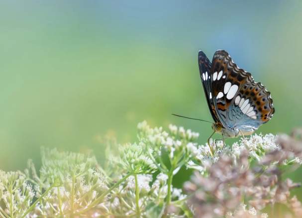 Pollinator Garden Route