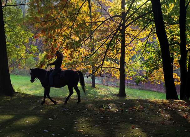 Niagara Riding Stables