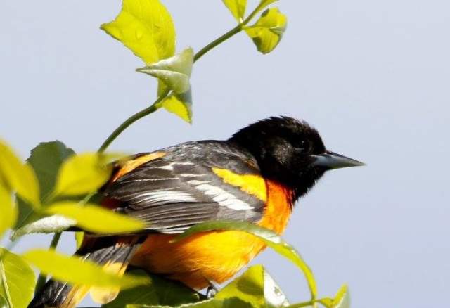 Baltimore Oriole Challenging Sandhills Scenic Drive