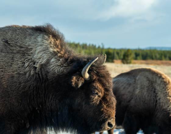 Yellowstone's Bison