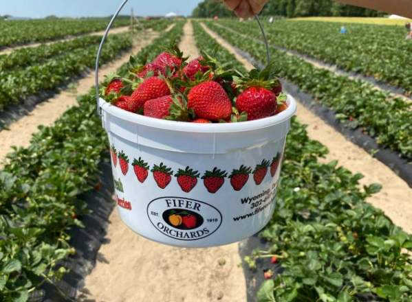 Strawberries at Fifer Orchards