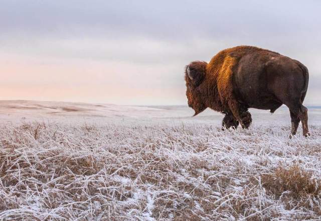 frosted grasslands in badlands national park with bison