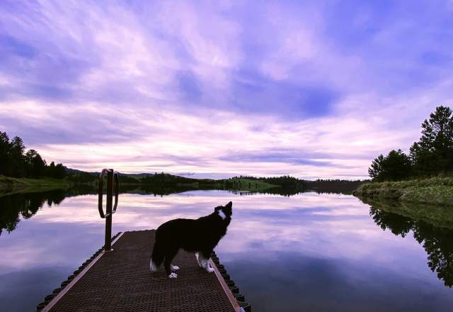 Dog Standing on a dock at Deerfield Lake