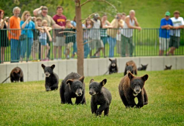 Bear Country USA