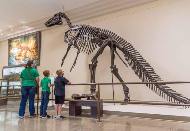Museum of Geology