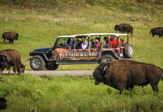 Custer State Park - Buffalo Safari Jeep Rides