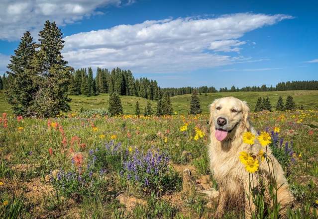 Dog Posing in Wildflowers on Grand Mesa
