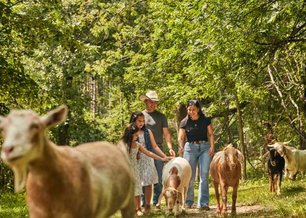 A family of four, in the woods, petting goats.