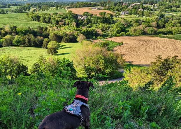 Dog hiking at LeFevre Inn