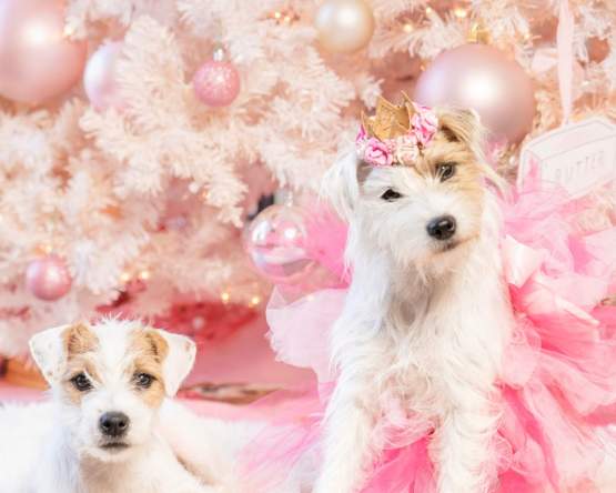 Holiday Pet Photos at Quirk