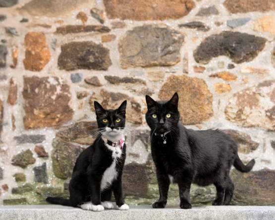 Cat Adoption Event at The Poe Museum