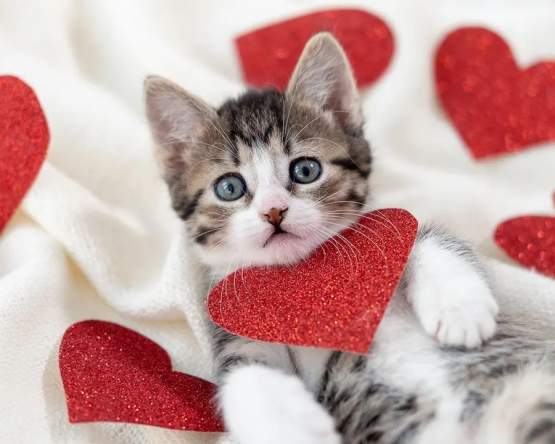 Find Your Purrfect Match: Market + Adoption Event