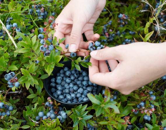 Cook County's Blueberry Bucket List