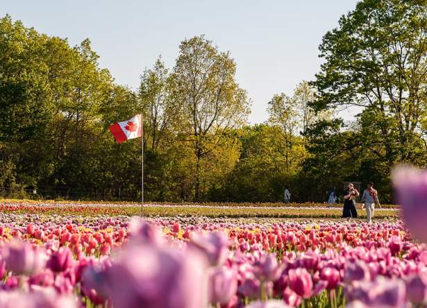 JP Tulip Experience