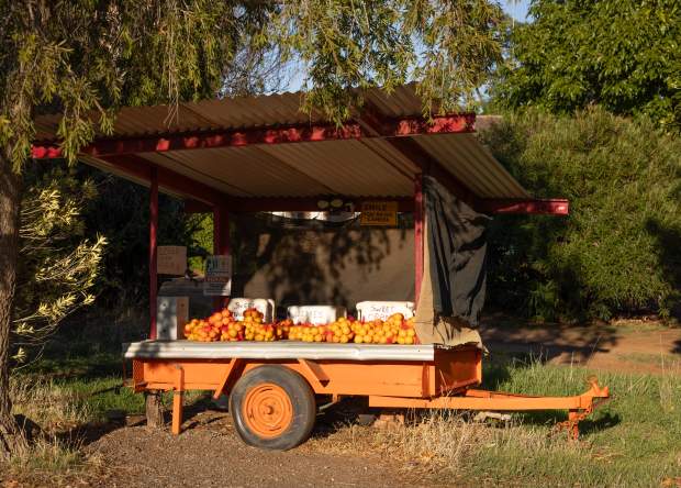 Oranges for sale in Chittering