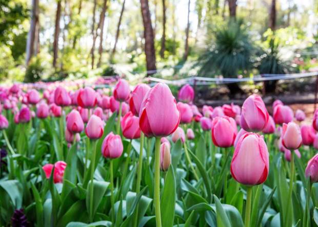 Araluen Botanic Park  |  Perth Hills