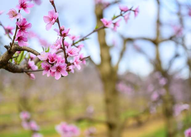 Raeburn Orchards