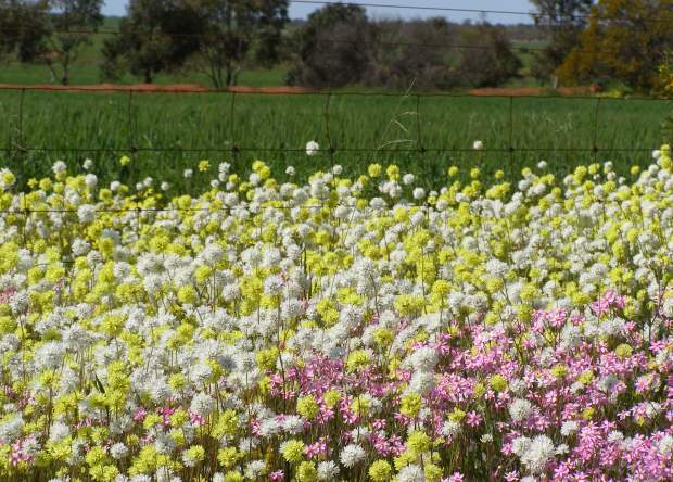 Wildflowers in Chittering