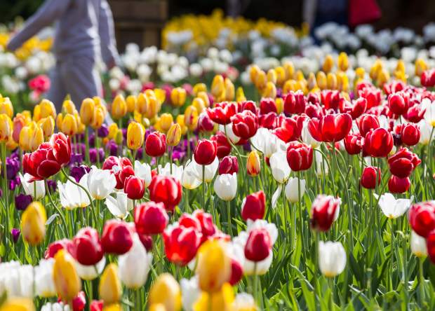 Araluen Botanic Park's Spring Tulip Festival | Perth Hills
