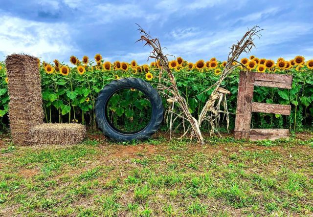 Beaver Dam Farm Sunflower Festival LOVEwork