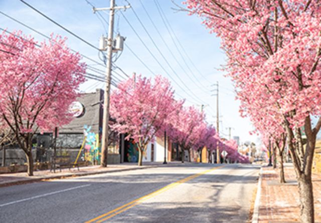 Lynchburg in bloom