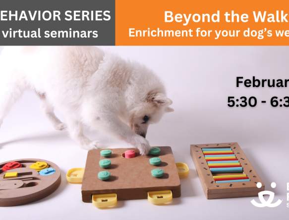 Beyond the Walk: Creative Enrichment for Your Dog's Well-Being