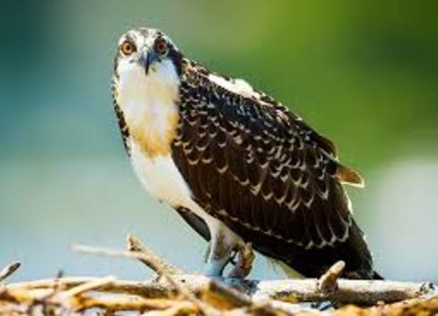 Ospreys on Cape Cod, the Islands, & Nantucket Sound