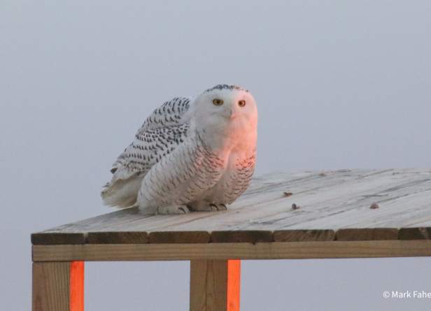 Winter Birds of Nantucket Sound