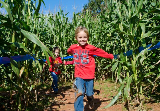 Kids playing in a corn maze