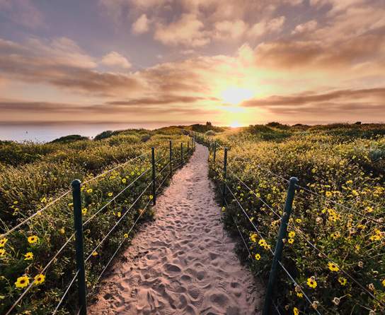 Trails Parks Flowers Sunset