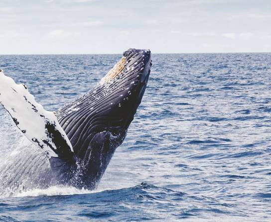 Whale Watching