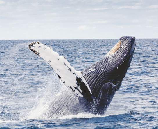 Earth Day in Dana Point