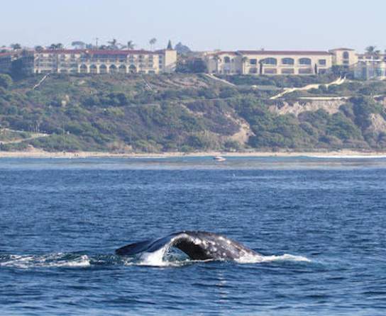 "Family Getaway to Dana Point"