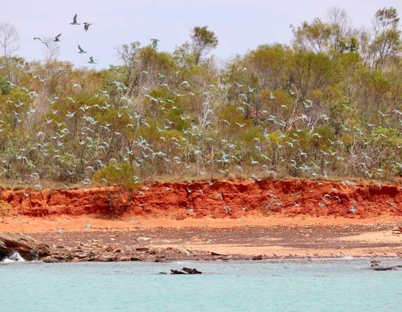 Birds in flight at the shoreline in Roebuck Bay Broome