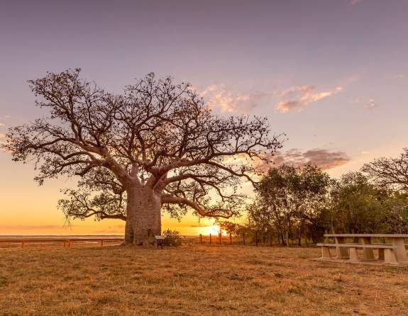 The Dinner Boab Tree in Derby, situated on the muflats. The sun is setting in the distances, with beautiful gold and red blue colours in the sky.